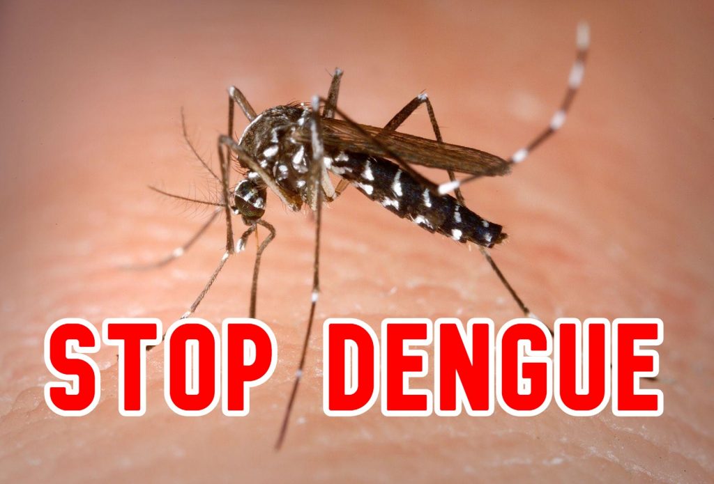 how to prevent dengue