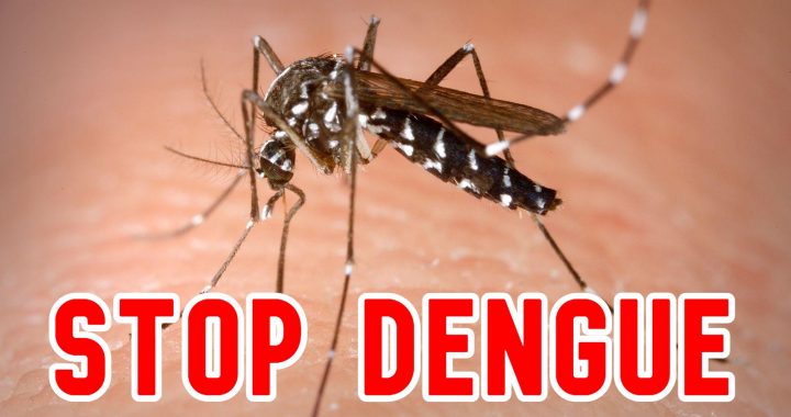 How To Prevent Dengue | ​Protect Your Home From Dengue Mosquitoes