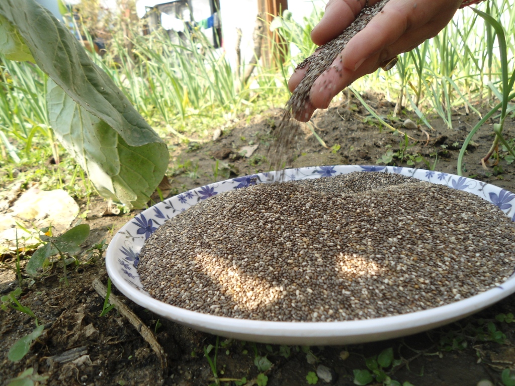 Chia Seed In Nepali