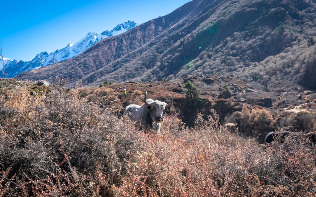 Chauri Mahotsav: Guide to the Yak Festival in Panchthar