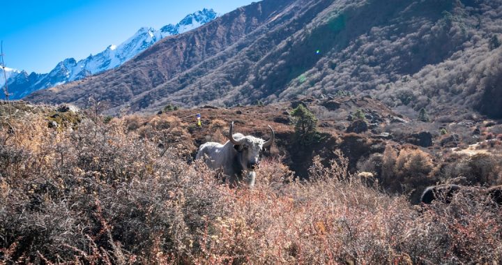 Chauri Mahotsav: Guide to the Yak Festival in Panchthar